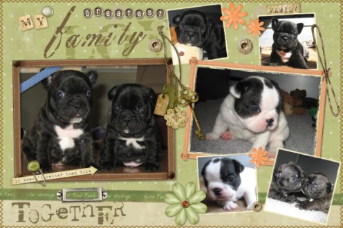 French Bulldog Puppies 2.jpg